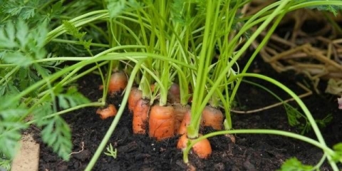 Kako čuvati šargarepu za zimu